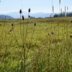 Thistle at Steigerwald