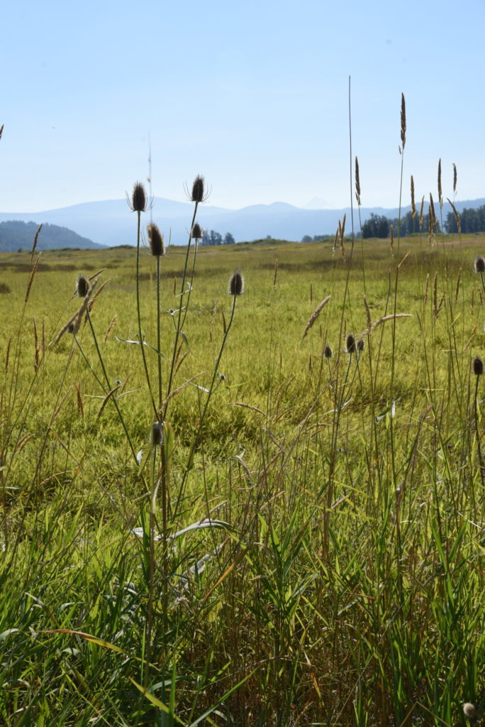 Thistle at Steigerwald