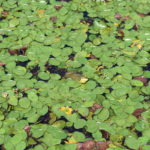 Frog on lily pads