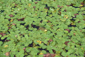 Frog on lily pads