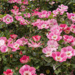 Horizontal Image of Roses