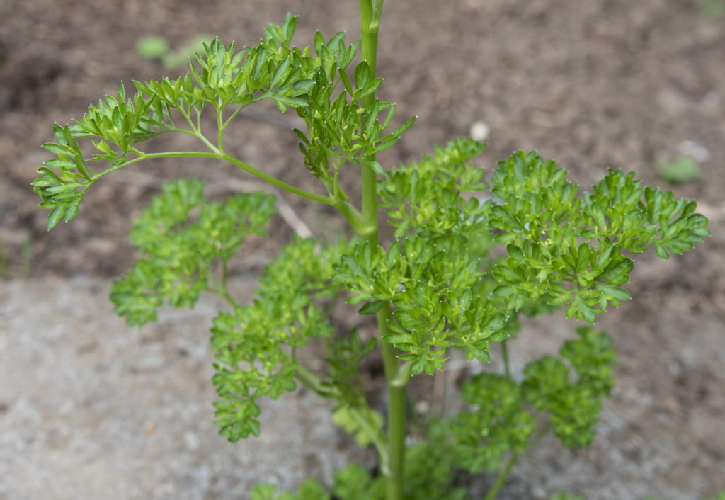 Horizontal Parsley Image