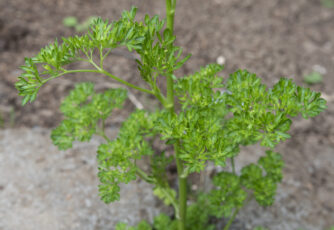 Horizontal Parsley Image