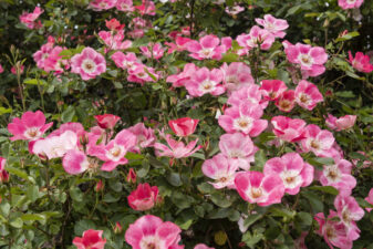 Horizontal Image of Roses